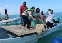 Inicia formación del primer arrecife artificial en Río Lagartos, Yucatán