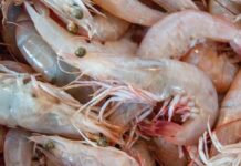 Establece Conapesca veda de camarón en el Alto Golfo de California / Por Alicia Valverde