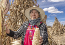 Aumentan en 25% el rendimiento del cultivo de maíz con transición agroecológica / Por Alicia Valverde