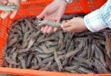 Obtiene México calificación de 93% en comparabilidad para exportar camarón a EU / Por Alicia Valverde