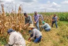 Crea FIRA alianzas con intermediarios financieros bancarios y no bancarios para que llegue crédito al campo