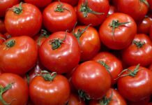 Alza del precio del jitomate se mantendrá hasta mayo: Sistema Producto Tomate / Por Alicia Valverde