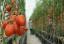 Precio del jitomate, con diferencias de hasta 117 % / Por Alejandro Durán