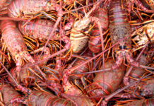 Anuncia Conapesca seis periodos de veda y cinco de aprovechamiento a partir de marzo / Por Alicia Valverde