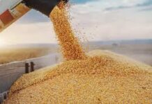 Pactan compra-venta anticipada de 2.8 millones de toneladas de maíz de Sinaloa / Por Alicia Valverde